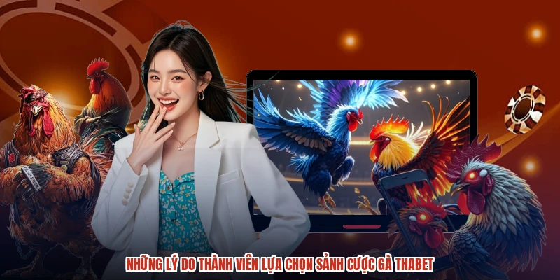 Những lý do thành viên lựa chọn sảnh cược gà THABET Những lý do thành viên lựa chọn sảnh cược gà THABET