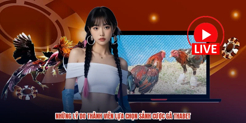 Những lý do thành viên lựa chọn sảnh cược gà THABET
