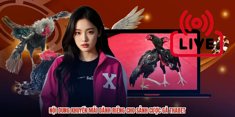 Nội dung khuyến mãi dành riêng cho sảnh cược gà THABET