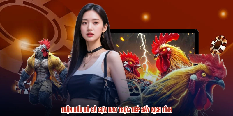 Trận đấu đá gà cựa dao trực tiếp đầy kịch tính